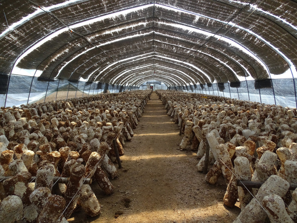 Greenhouse Space Utilization: Maximizing Profits in Mushroom and Vegetable Cultivation